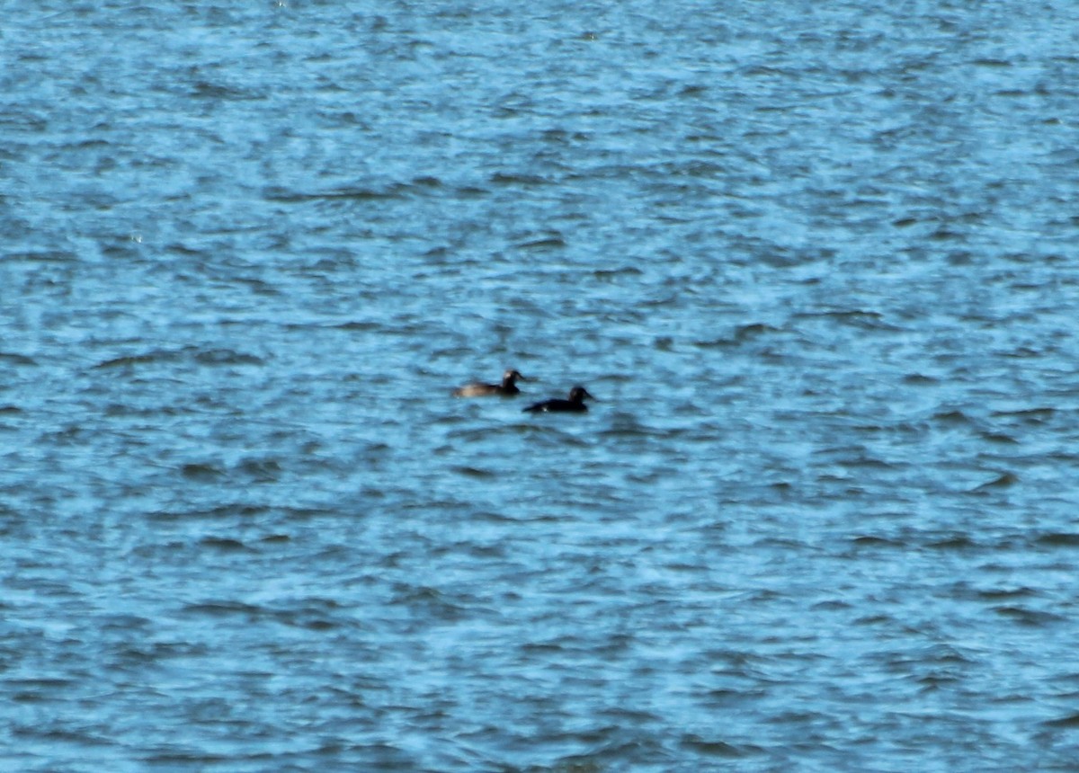 White-winged Scoter - ML21033381