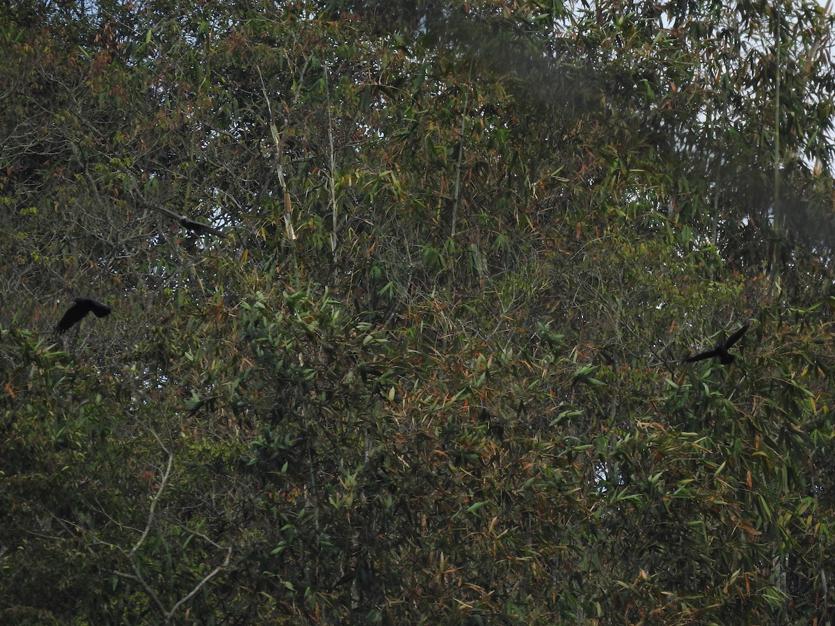 Large-billed Crow - Hui-Ming Zhong