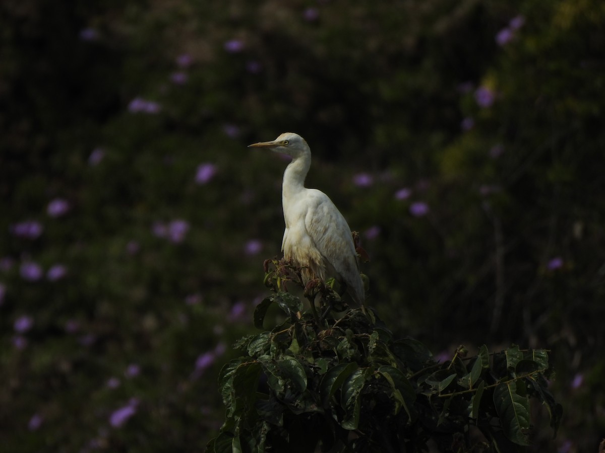 Eastern Cattle Egret - Hui-Ming Zhong