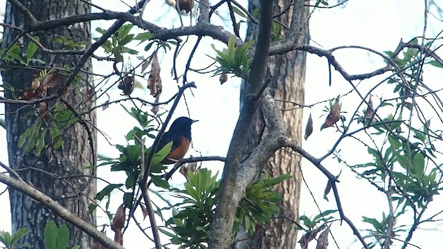 White-rumped Shama - ML210334461