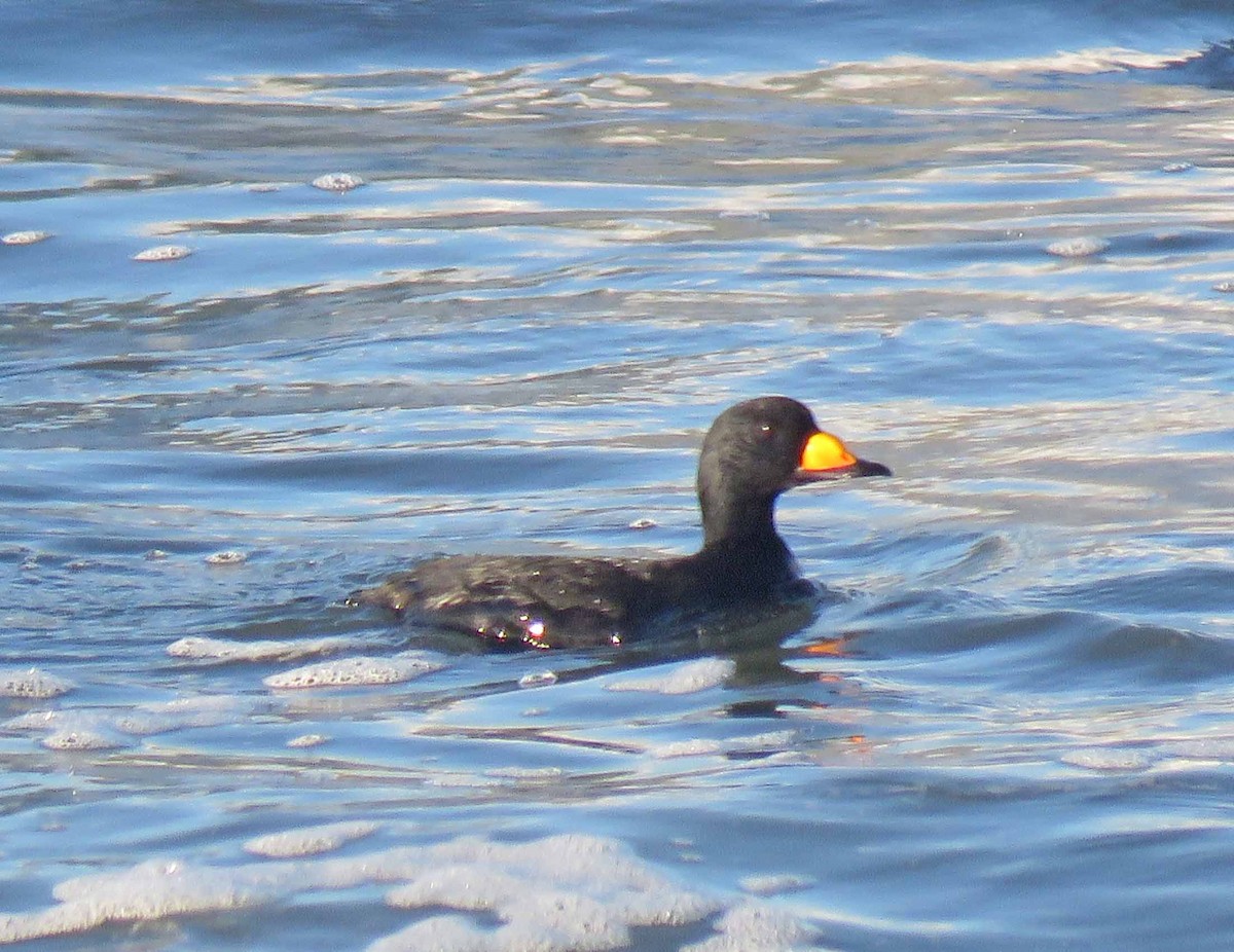 Black Scoter - Sharon Hull