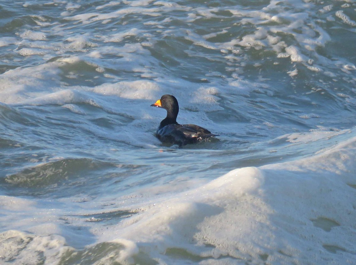 amerikasvartand - ML21033471