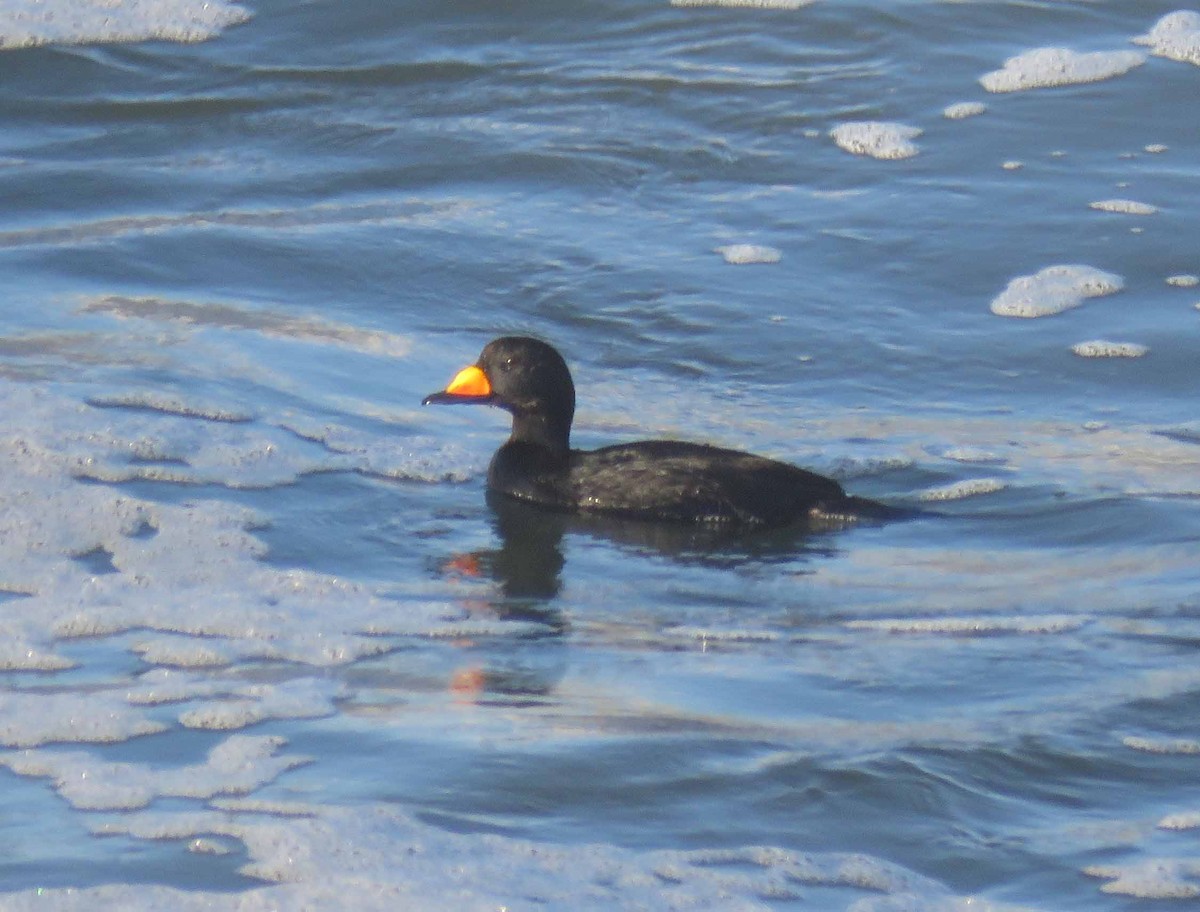 amerikasvartand - ML21033481