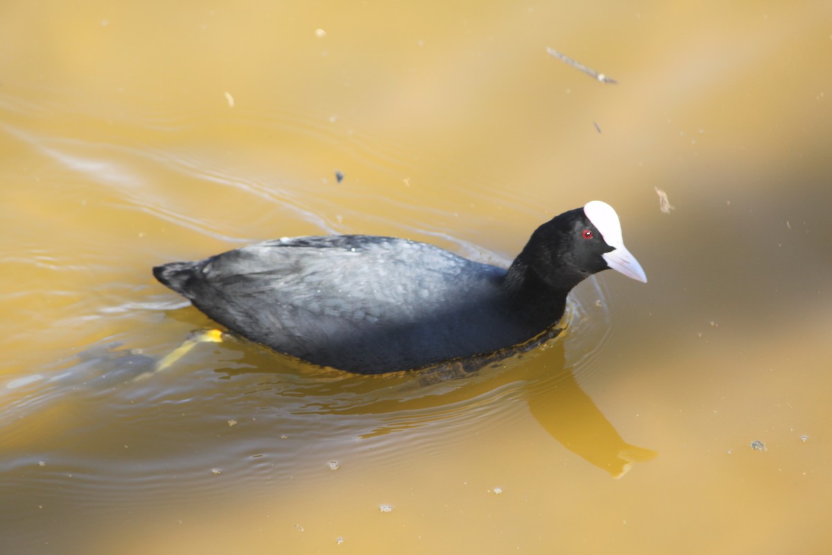 Eurasian Coot - Carlos Marta