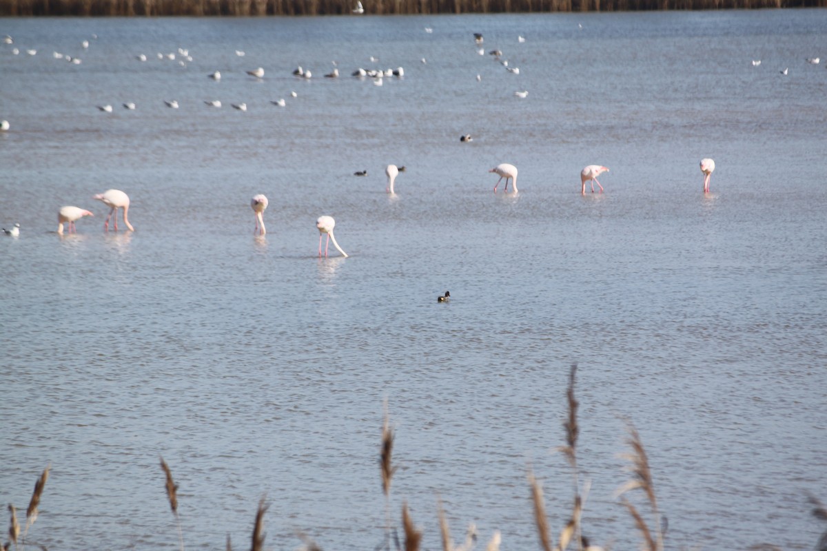 Greater Flamingo - Carlos Marta