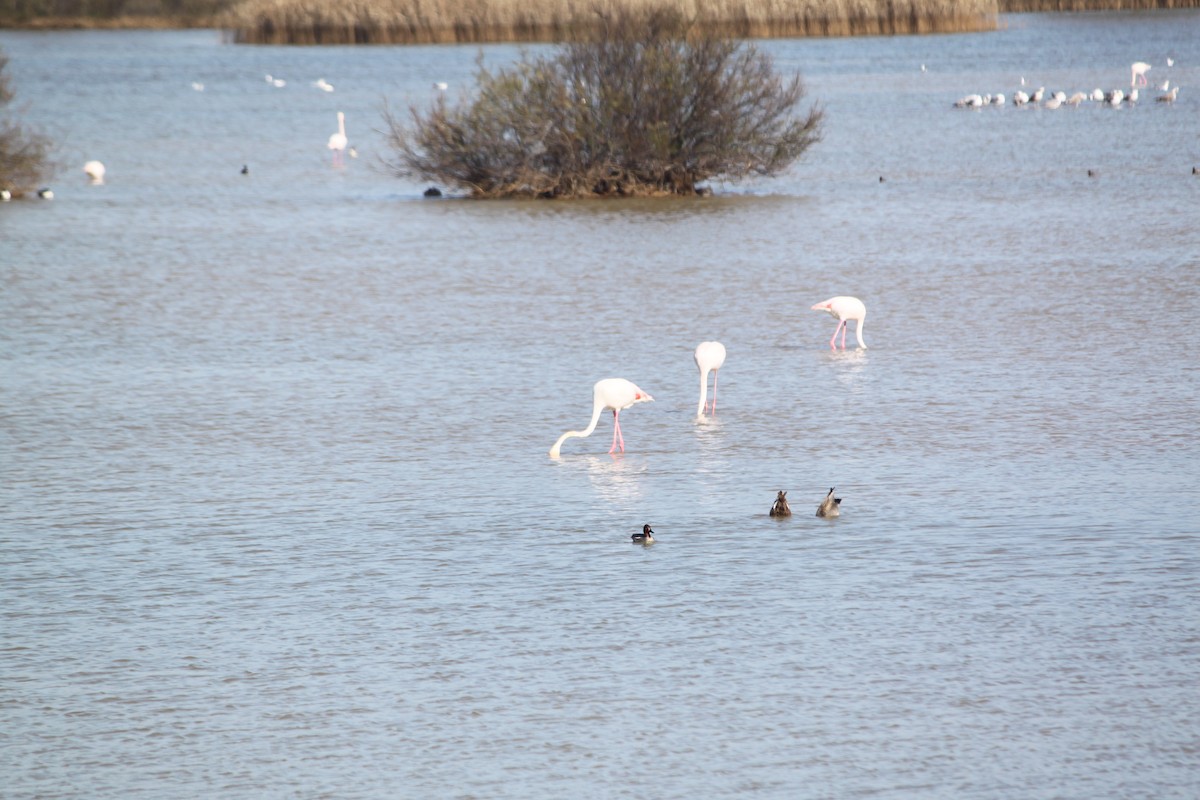 Greater Flamingo - Carlos Marta