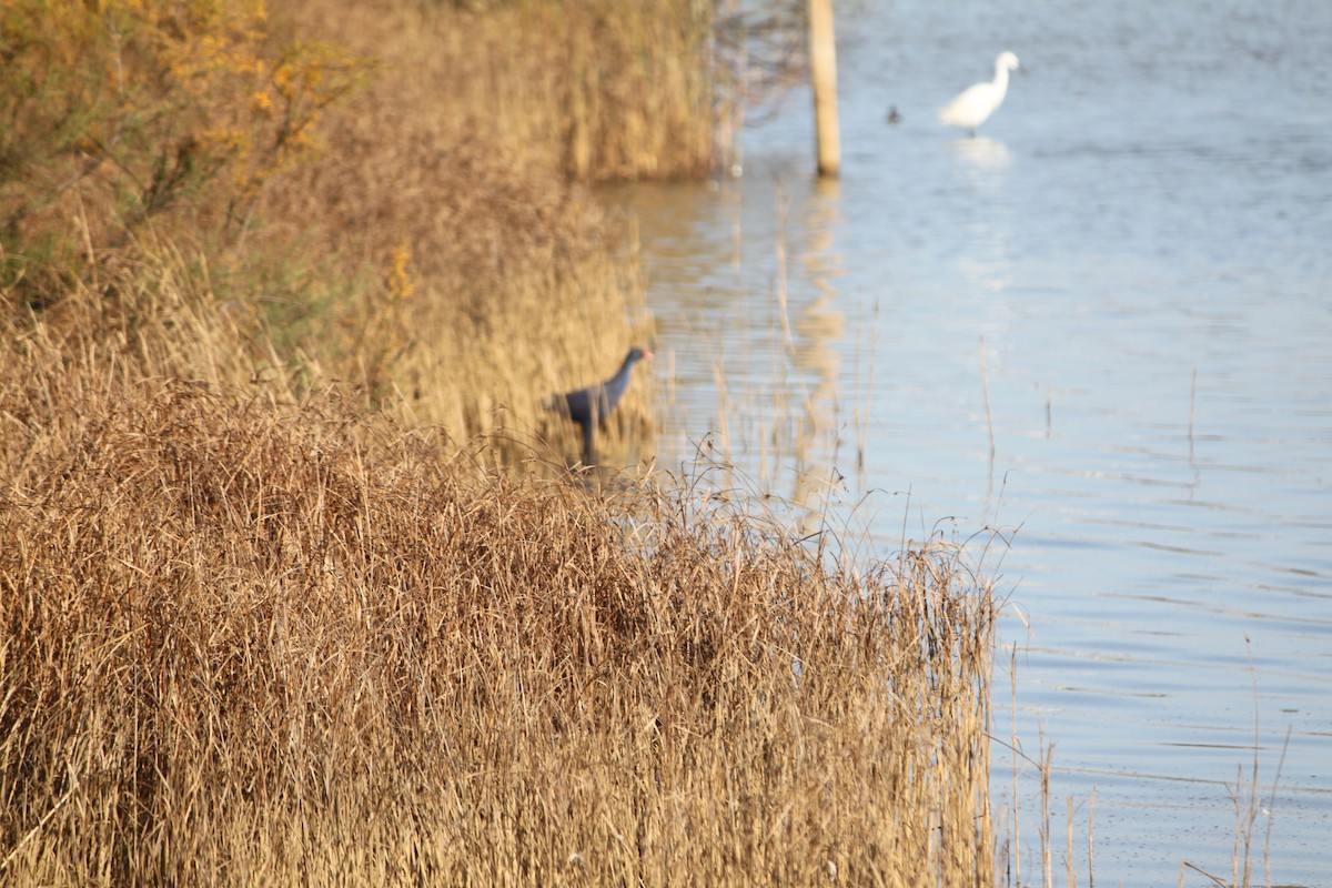 Western Swamphen - Carlos Marta