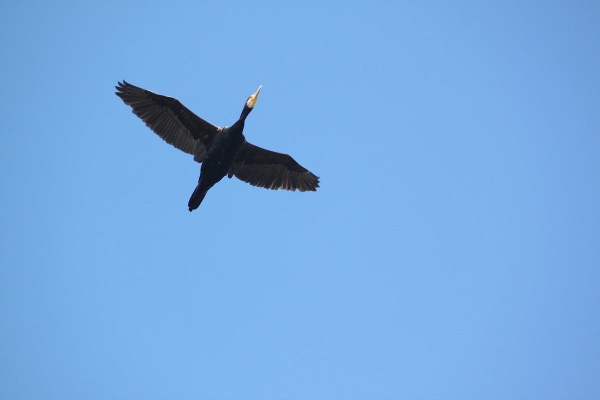 Great Cormorant - Carlos Marta