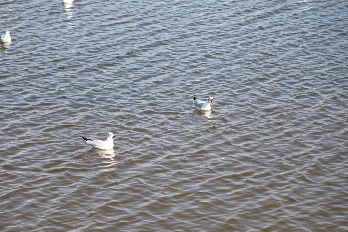 Black-headed Gull - ML210335971