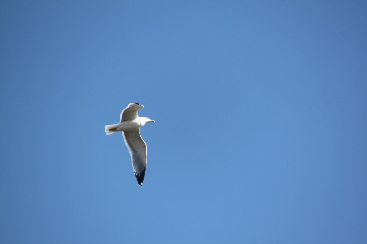 Lesser Black-backed Gull - Carlos Marta