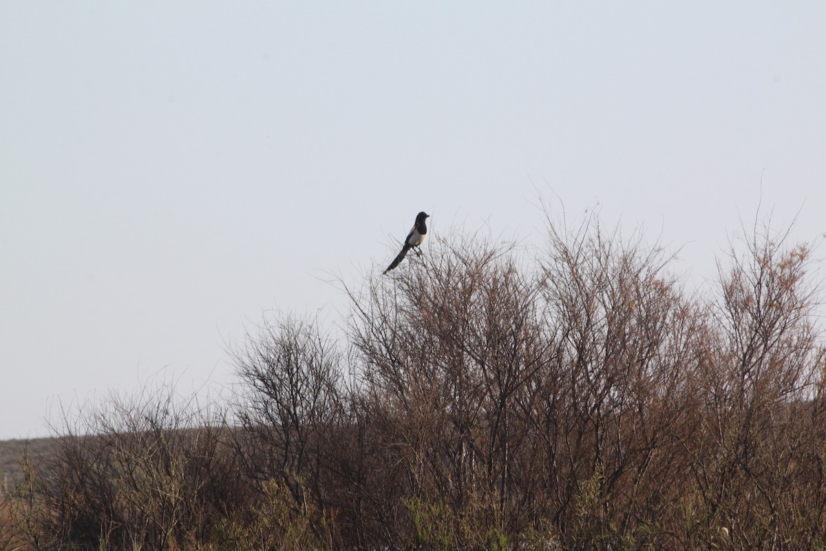 Eurasian Magpie - ML210336141