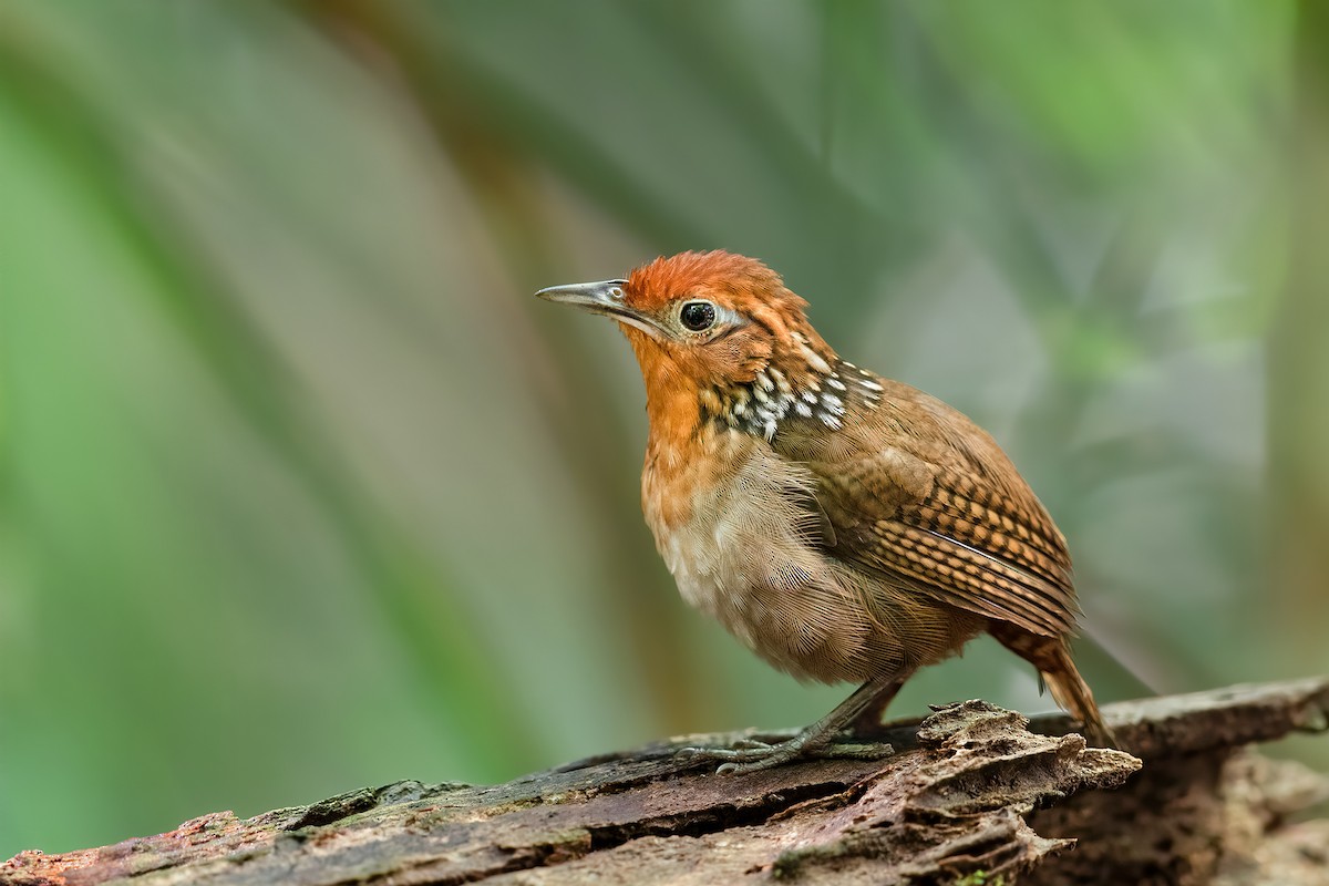 Musician Wren - ML210337321