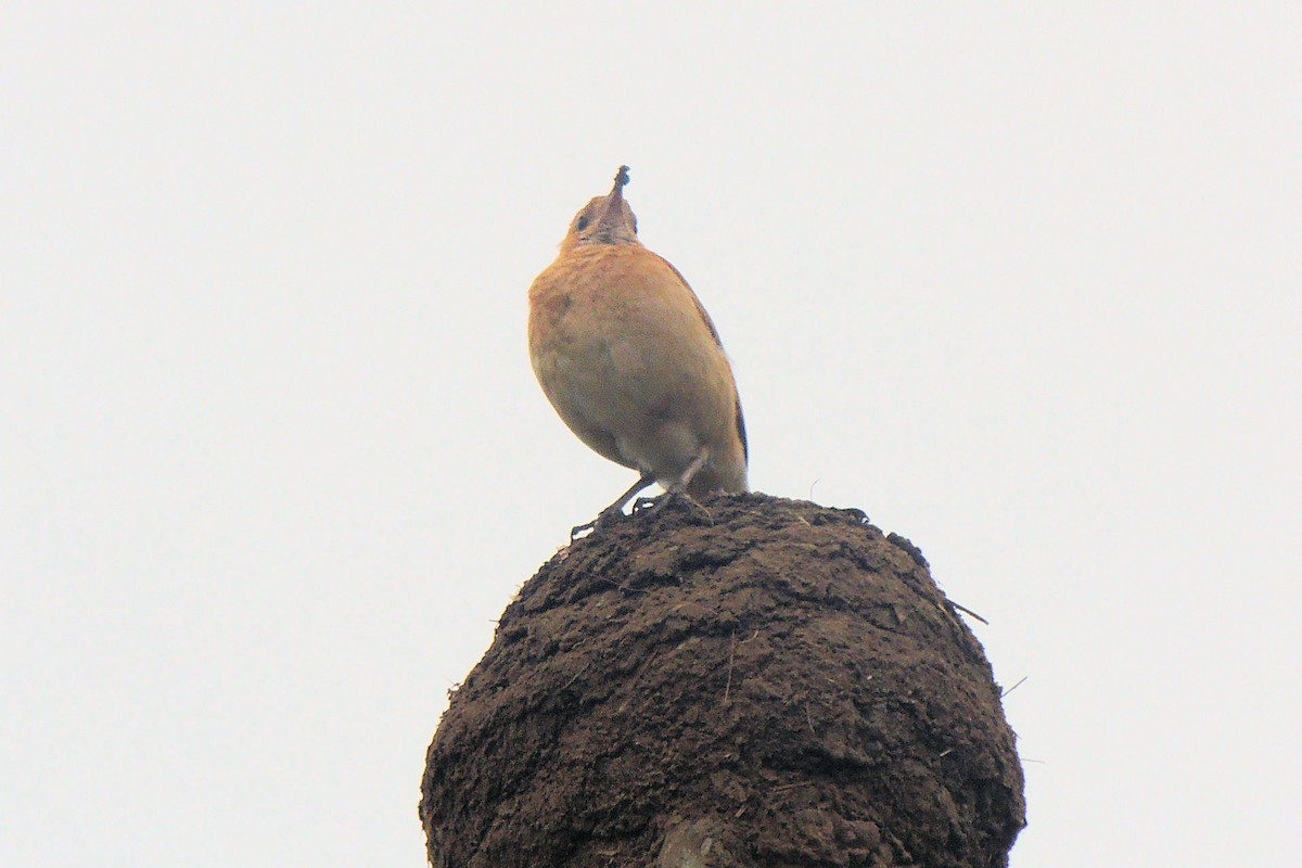 Rufous Hornero - Peter Bono