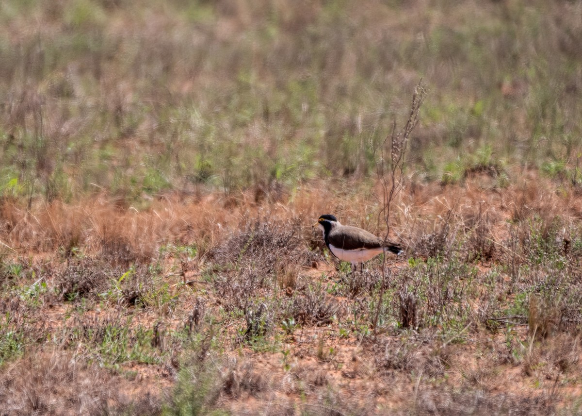 Banded Lapwing - Julie Clark