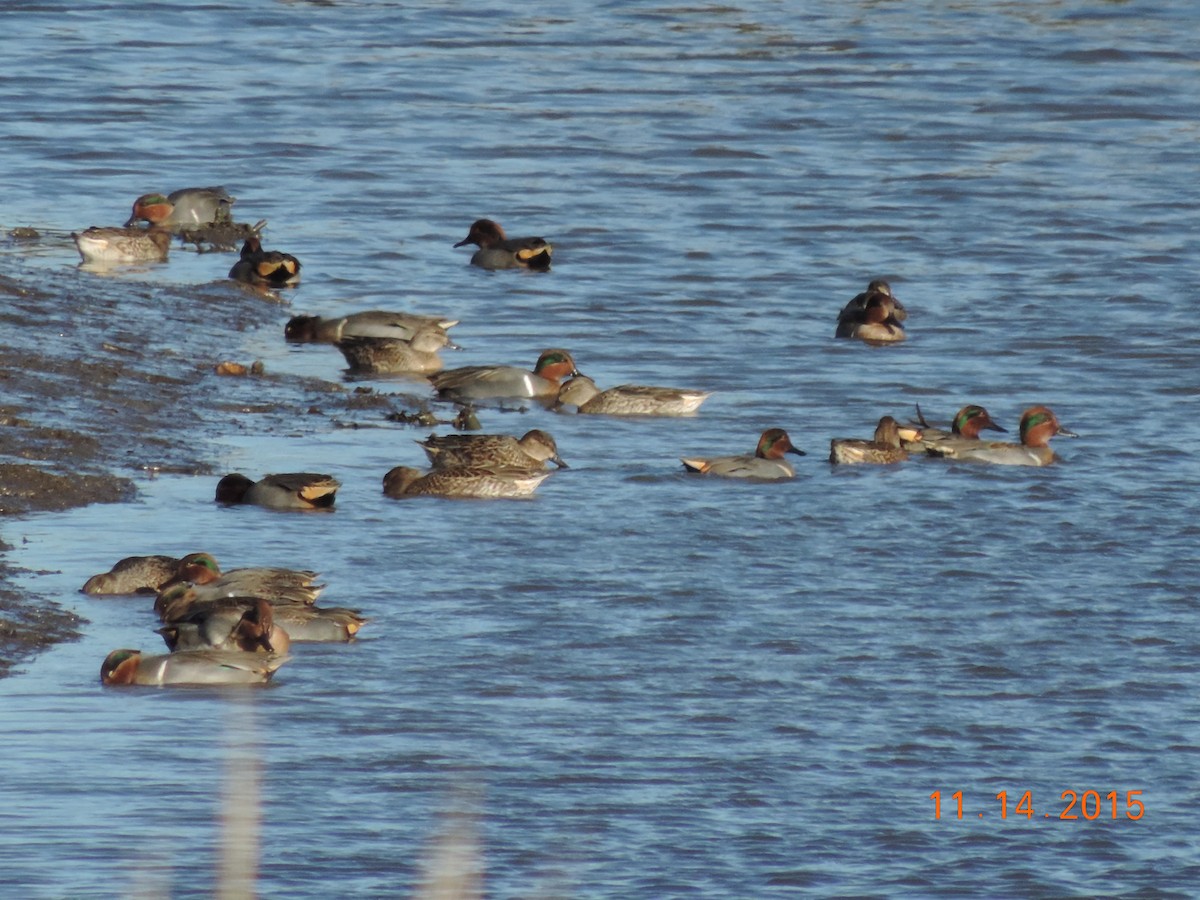 Green-winged Teal - ML21034161