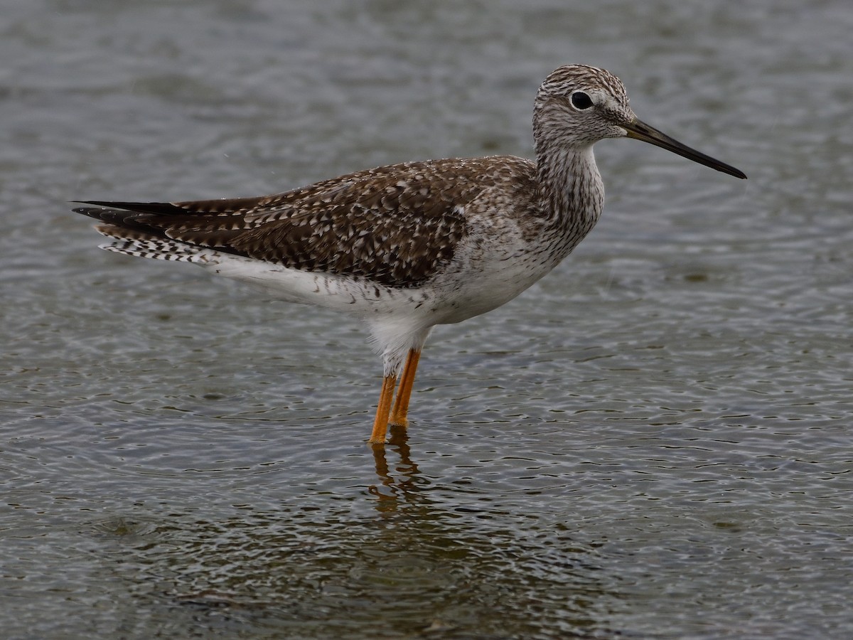 Greater Yellowlegs - Michael Tromp