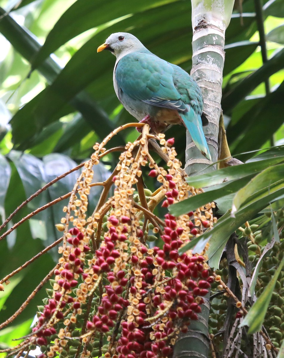 Black-chinned Fruit-Dove - ML210342711