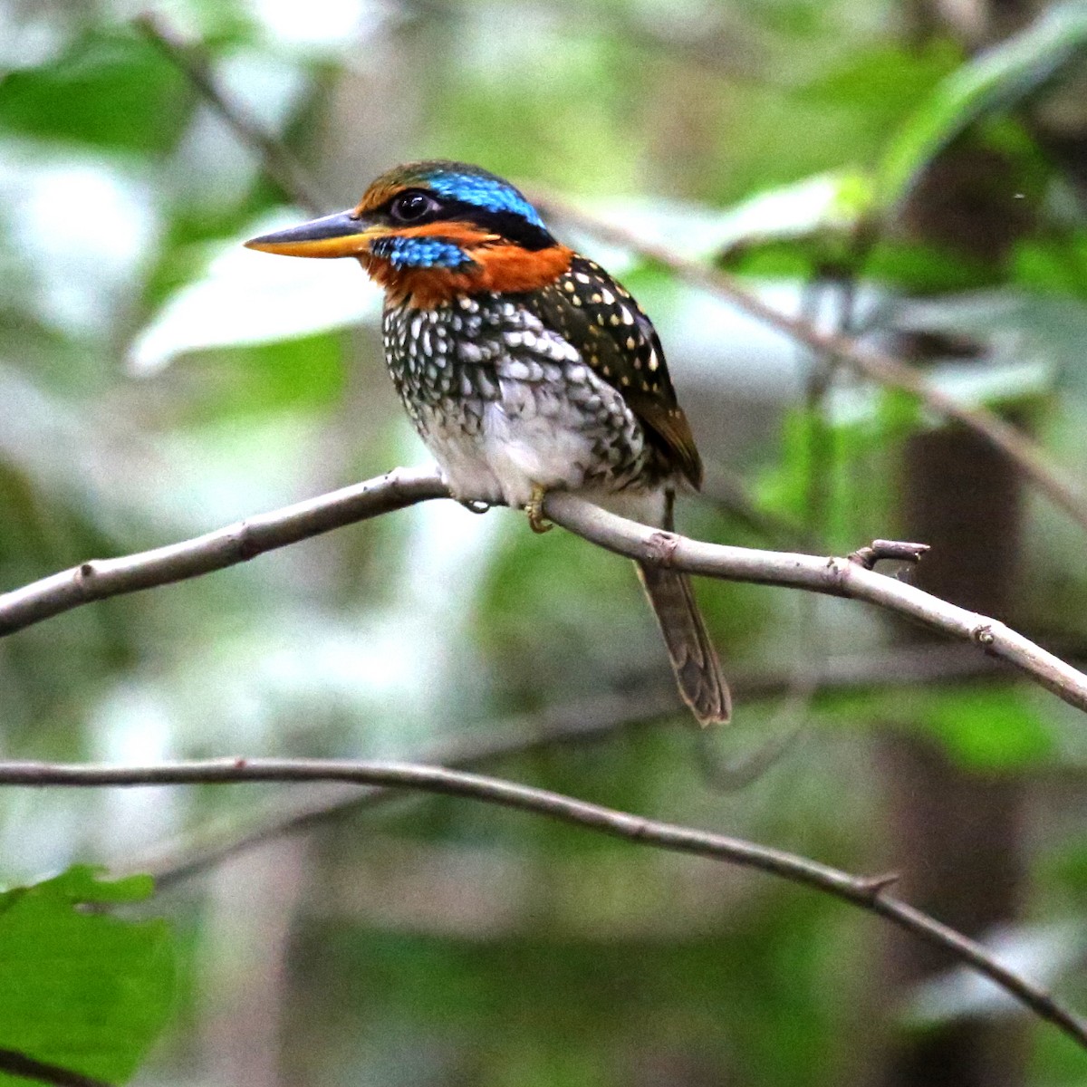 Spotted Kingfisher - Scott Rogers