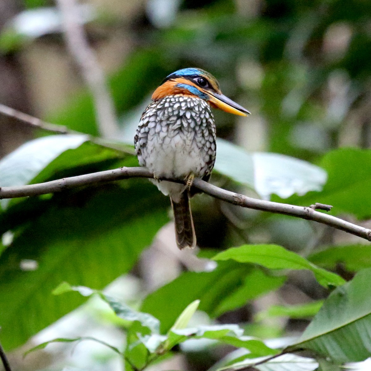 Spotted Kingfisher - ML210342851