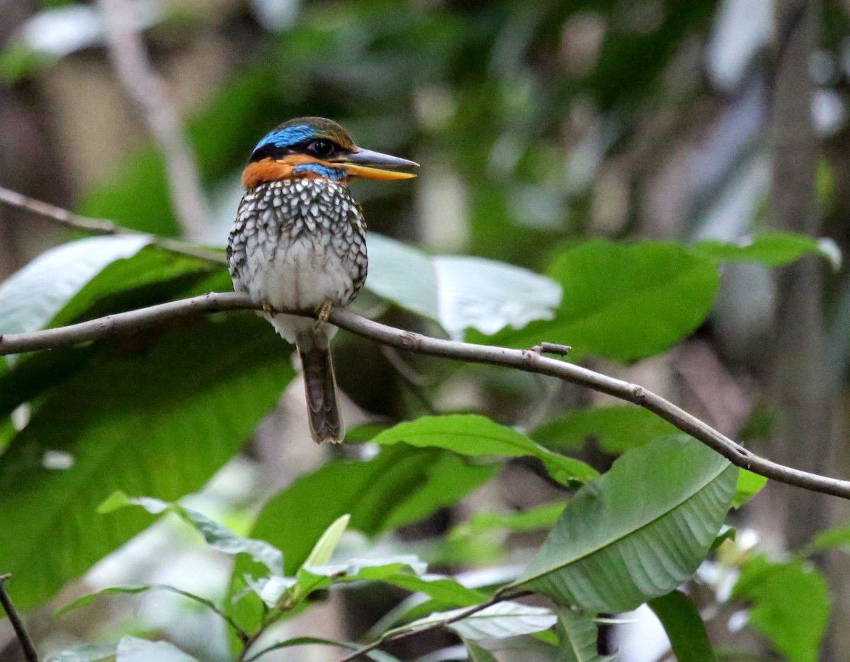 Spotted Kingfisher - ML210342871