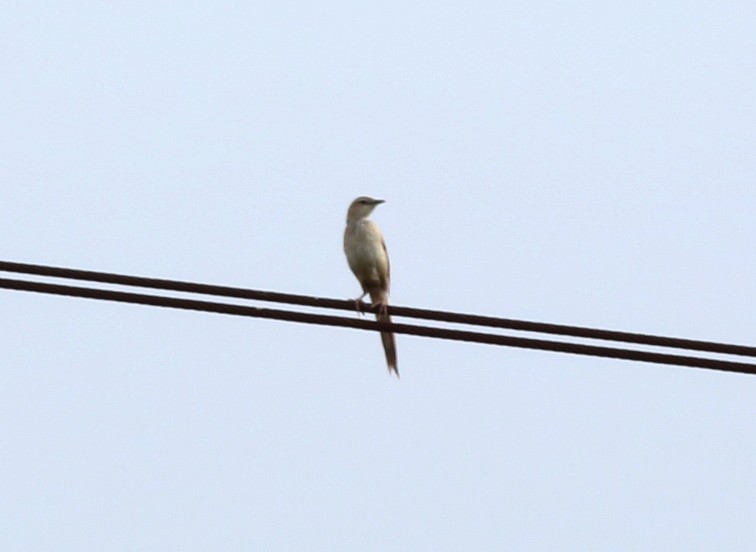 Striated Grassbird - ML210343021