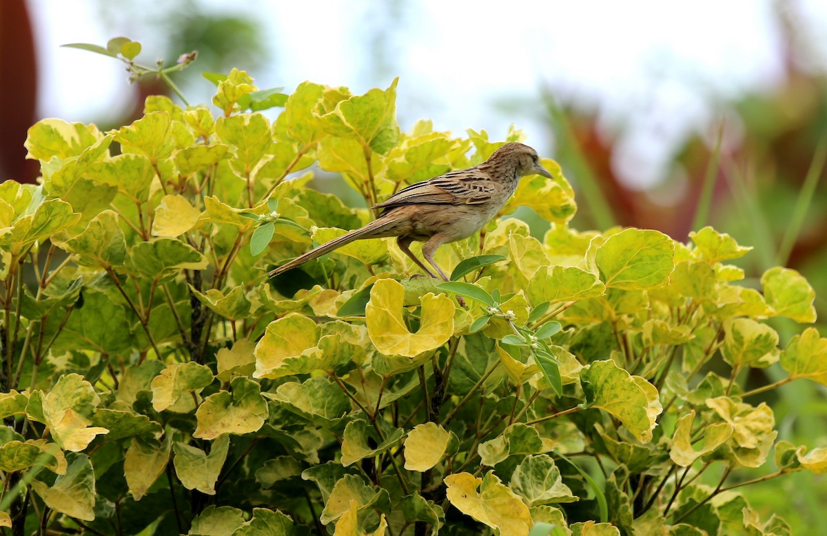 Striated Grassbird - ML210343031