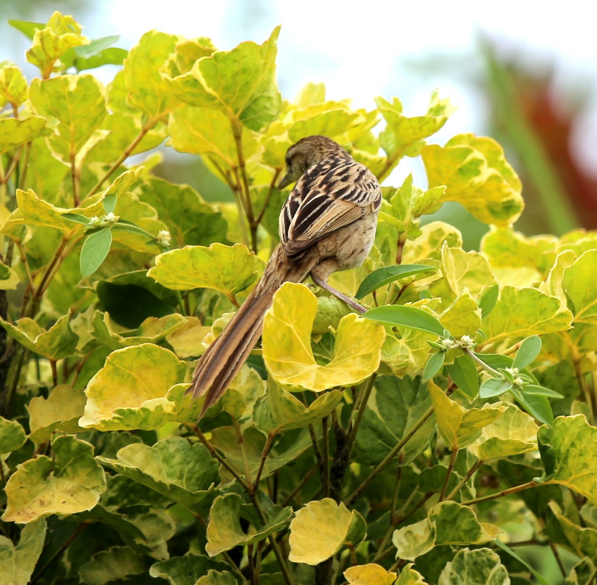 Striated Grassbird - ML210343041