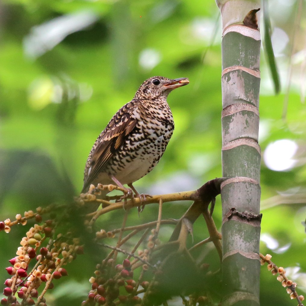 White's Thrush - ML210343281