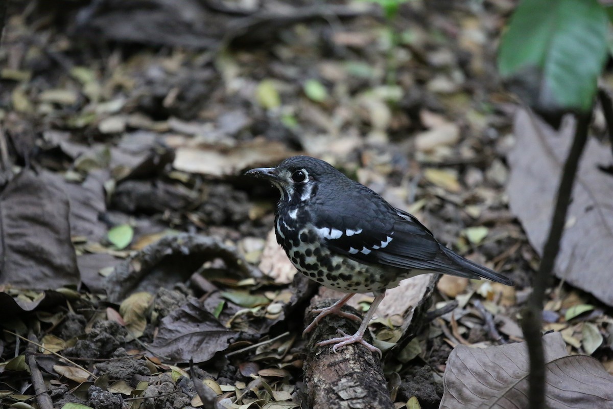 Ashy Thrush - ML210343681