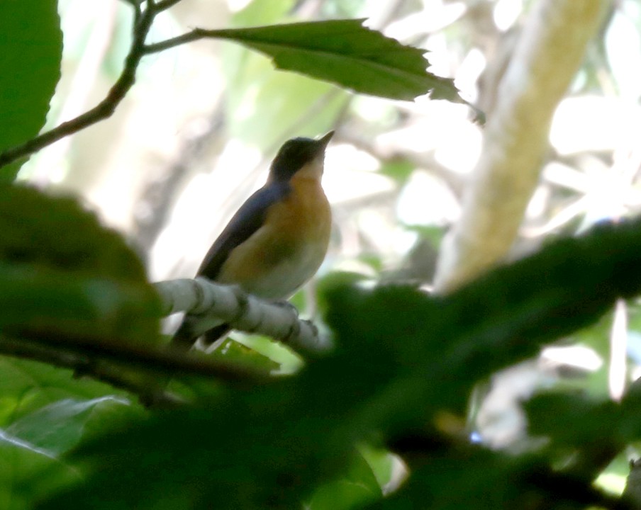 Mangrove Blue Flycatcher - ML210343941