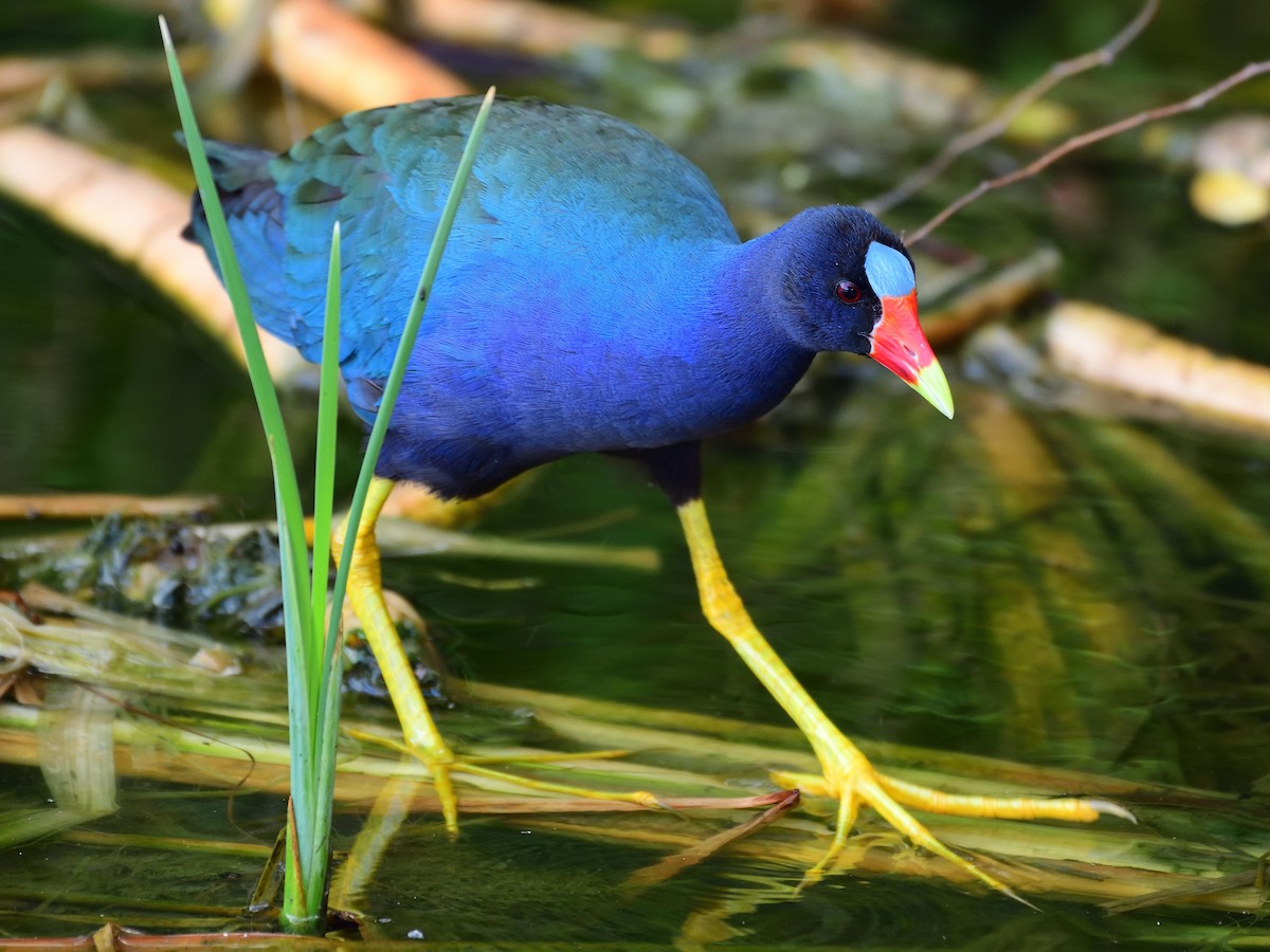 Purple Gallinule - Michael Tromp