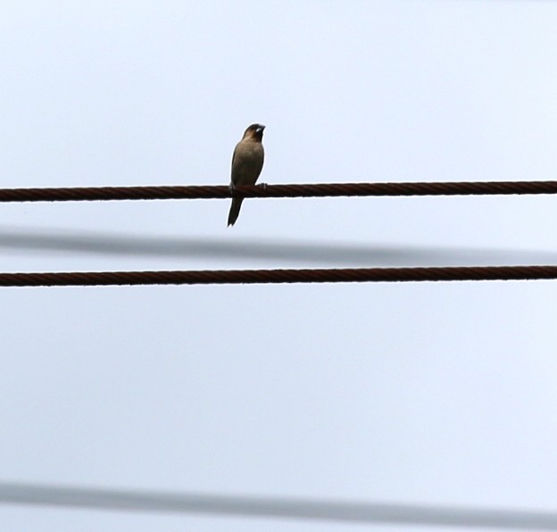 Scaly-breasted Munia - ML210344031