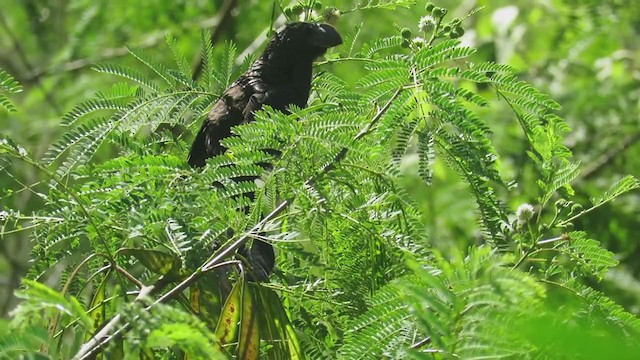 Smooth-billed Ani - ML210344221