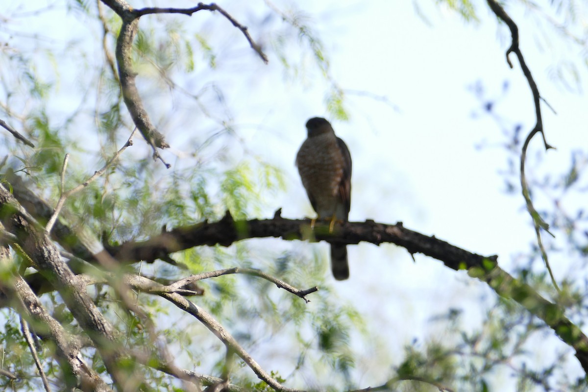 Sharp-shinned Hawk - ML210347361