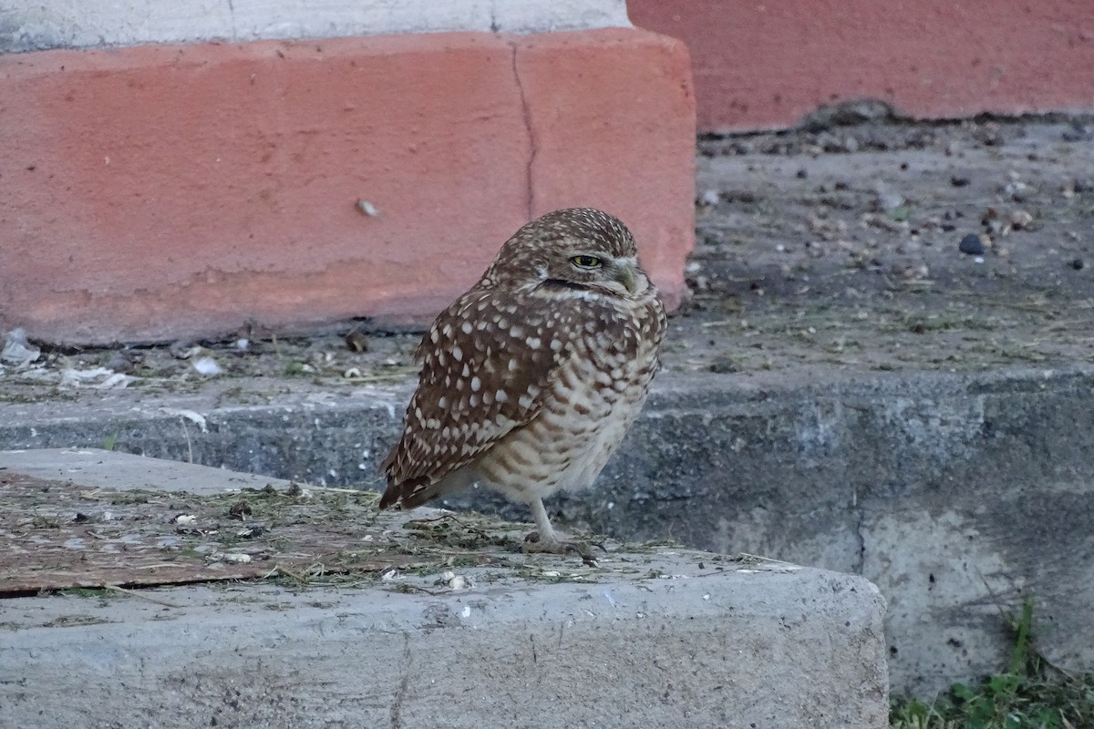 Burrowing Owl - ML210348771