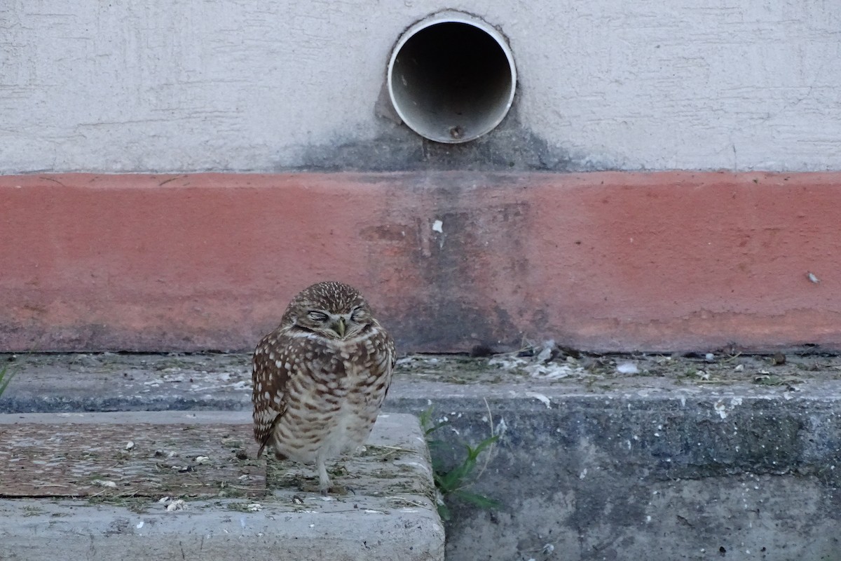 Burrowing Owl - ML210348811