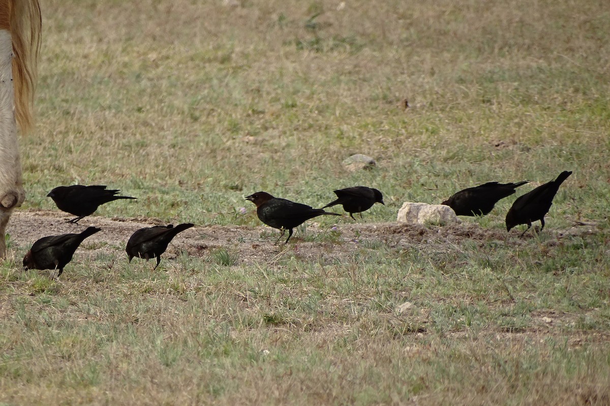 Brown-headed Cowbird - ML210349821