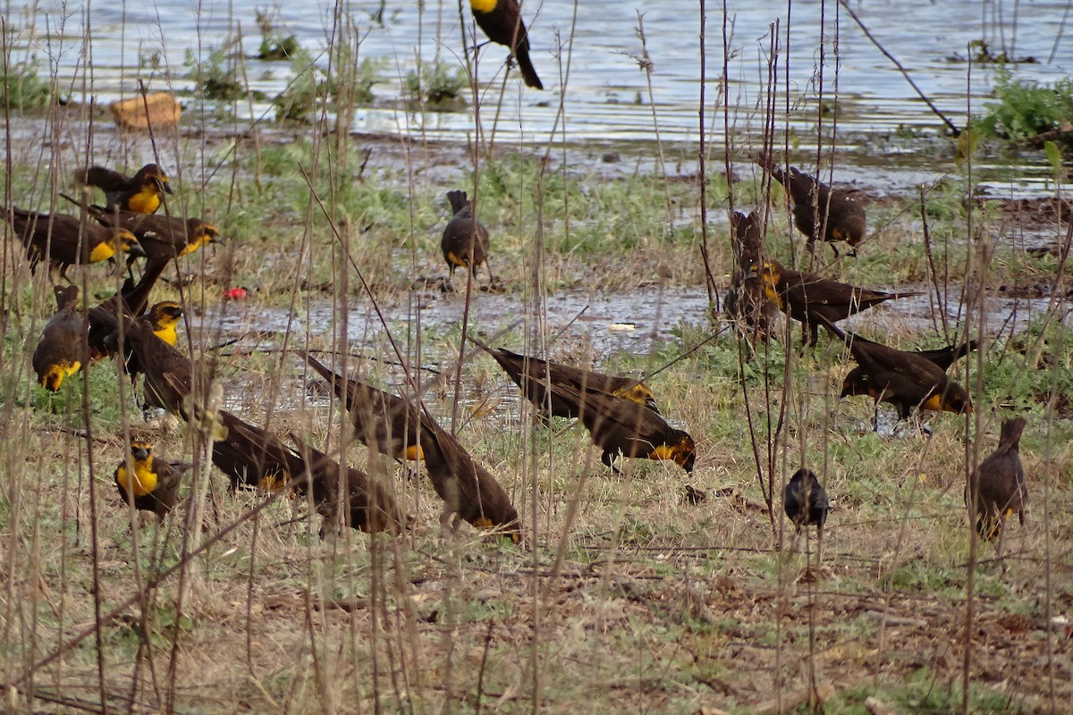 Yellow-headed Blackbird - Mark Dorriesfield