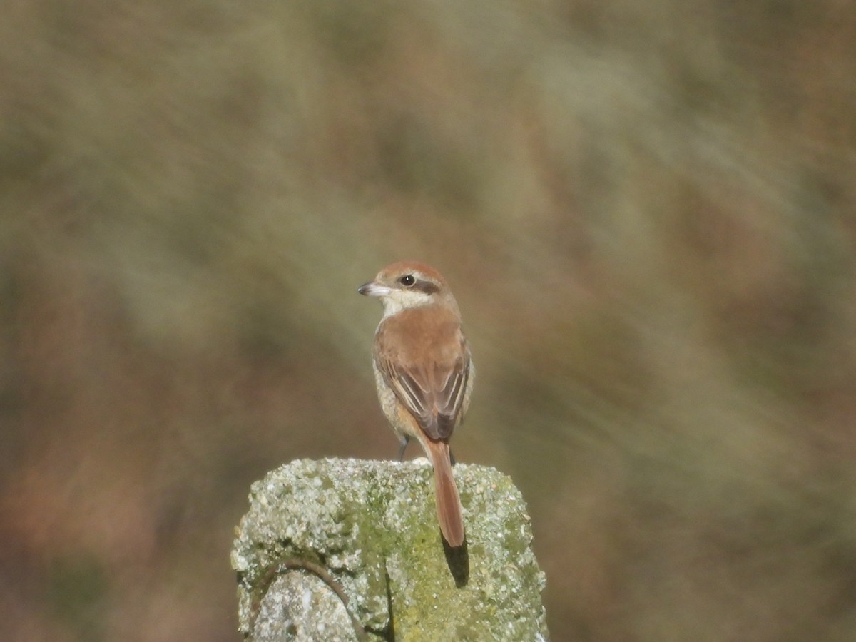 Brown Shrike - ML210350331