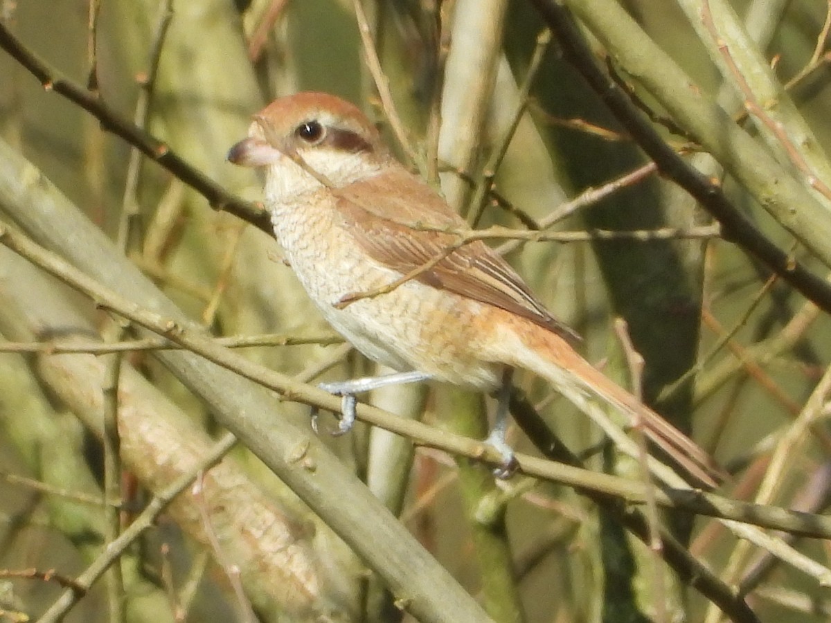 Brown Shrike - ML210350341