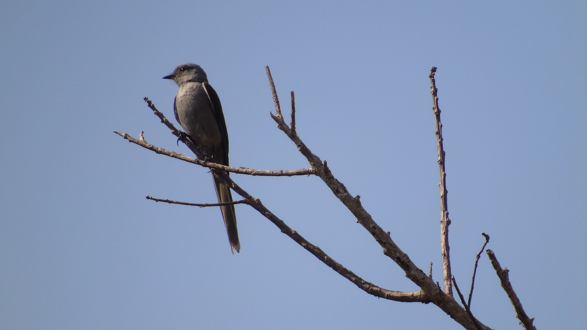 Shear-tailed Gray Tyrant - ML210351021