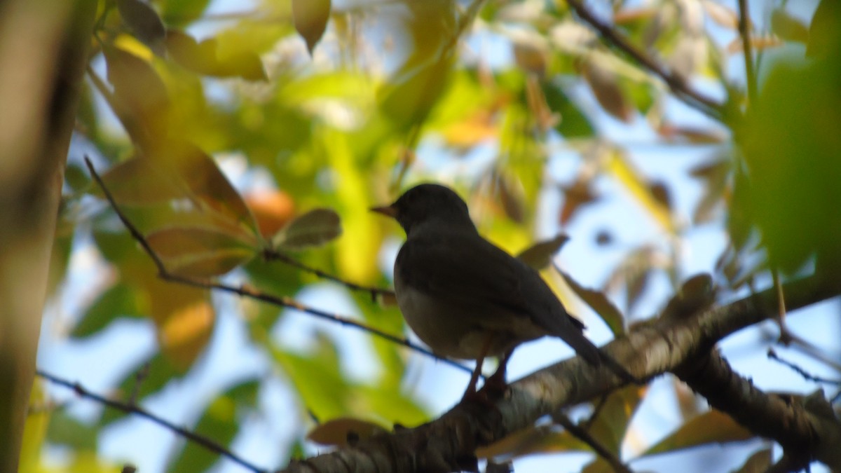 Blacksmith Thrush - ML210351031