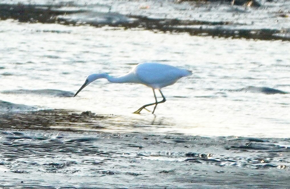 Little Egret - ML210351521