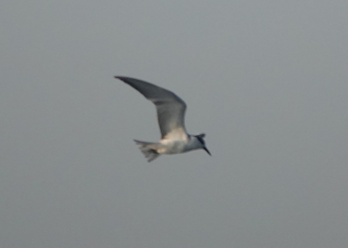 Whiskered Tern - ML210351561