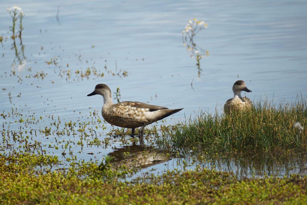 Crested Duck - ML210352041