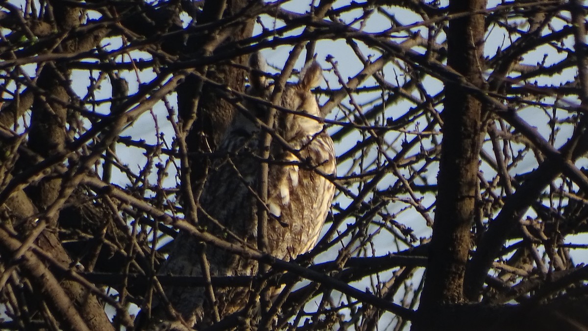 Long-eared Owl - ML210352651