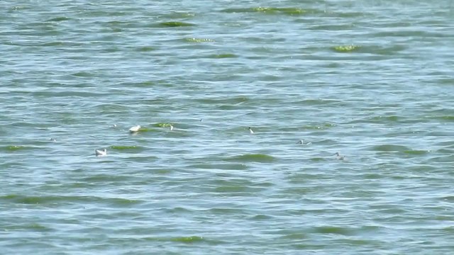 Wilson's Phalarope - ML210353231