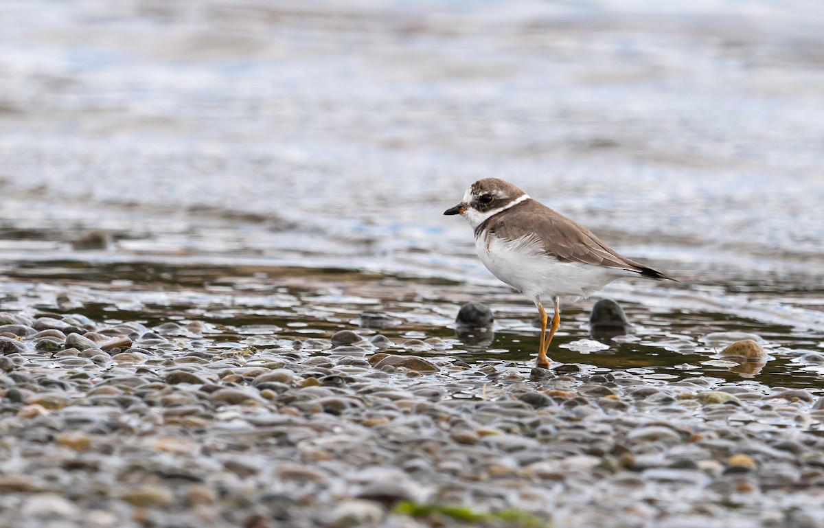 small plover sp. - ML210356091