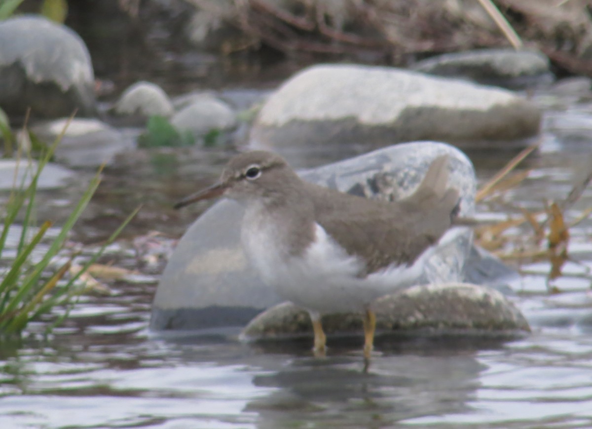 Spotted Sandpiper - ML21035651