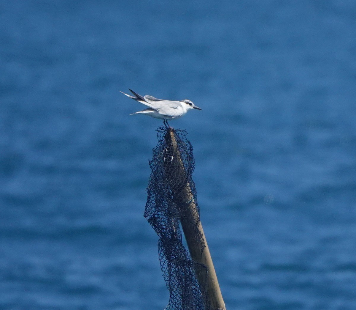 Whiskered Tern - ML210357581